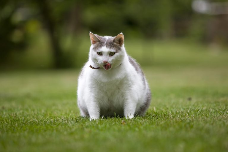 why-is-my-cat-gaining-weight-best-cat-food-for-overweight-cats