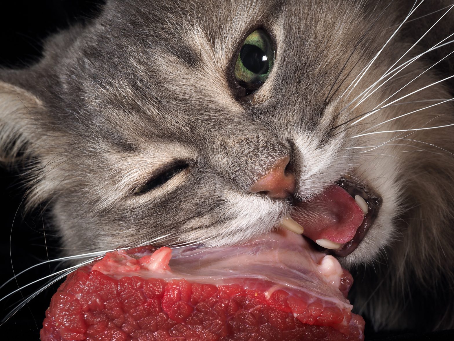 Raw Cat Food Tips On How To Get Your Pet Started