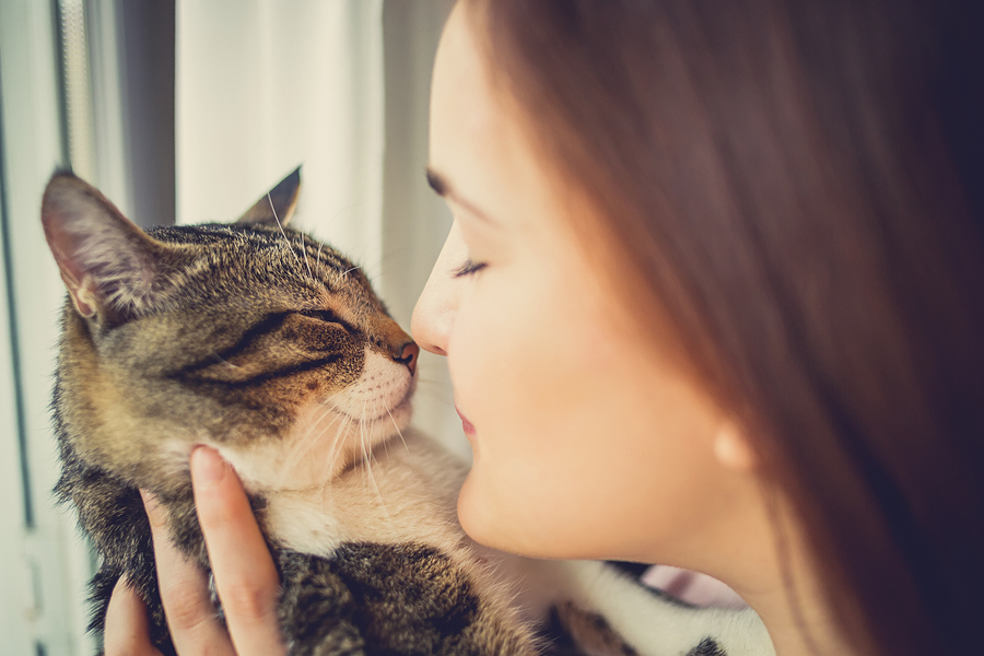 Here Is How To Find Your Perfect Cat Match
